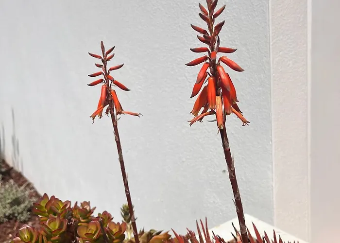 Serenity-first Semesterbostad Albufeira