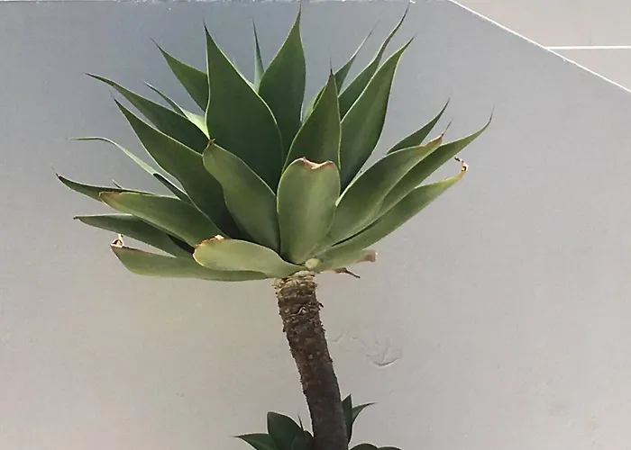 Semesterbostad Serenity-first