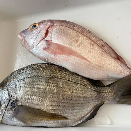 Serenity-first 알부페이라