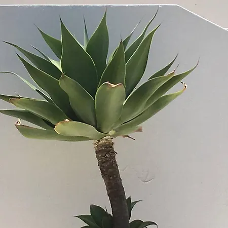 Dom wakacyjny Serenity-first